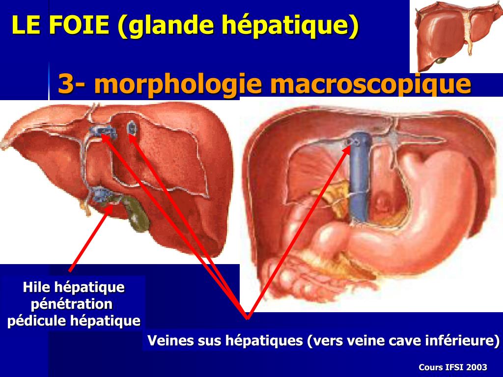 PPT ANATOMIE DU FOIE ET DU PANCREAS PowerPoint