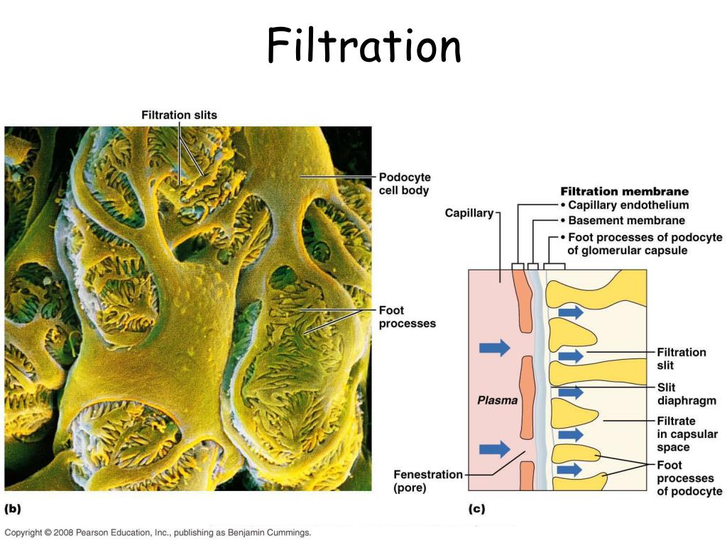 PPT Urinary System PowerPoint Presentation, free download ID5593793