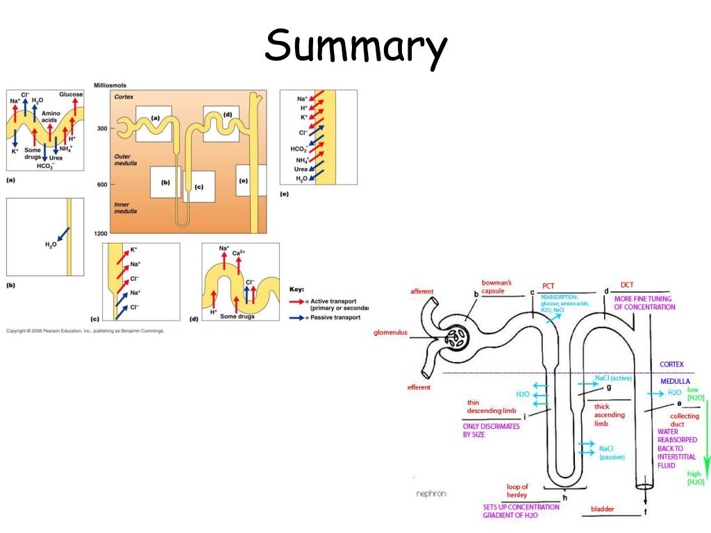PPT Urinary System PowerPoint Presentation, free download ID5593793