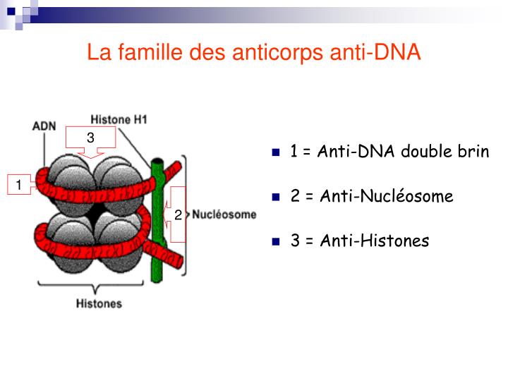 PPT Maladies autoimmunes non spécifiques PowerPoint
