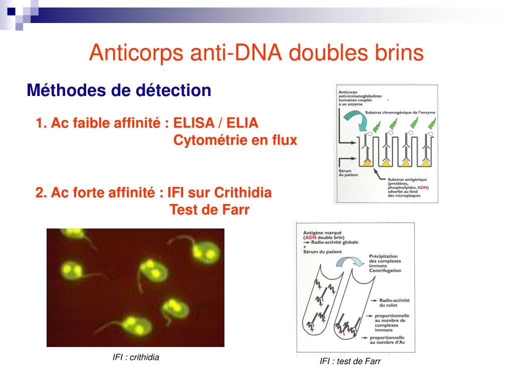 PPT Maladies autoimmunes non spécifiques PowerPoint