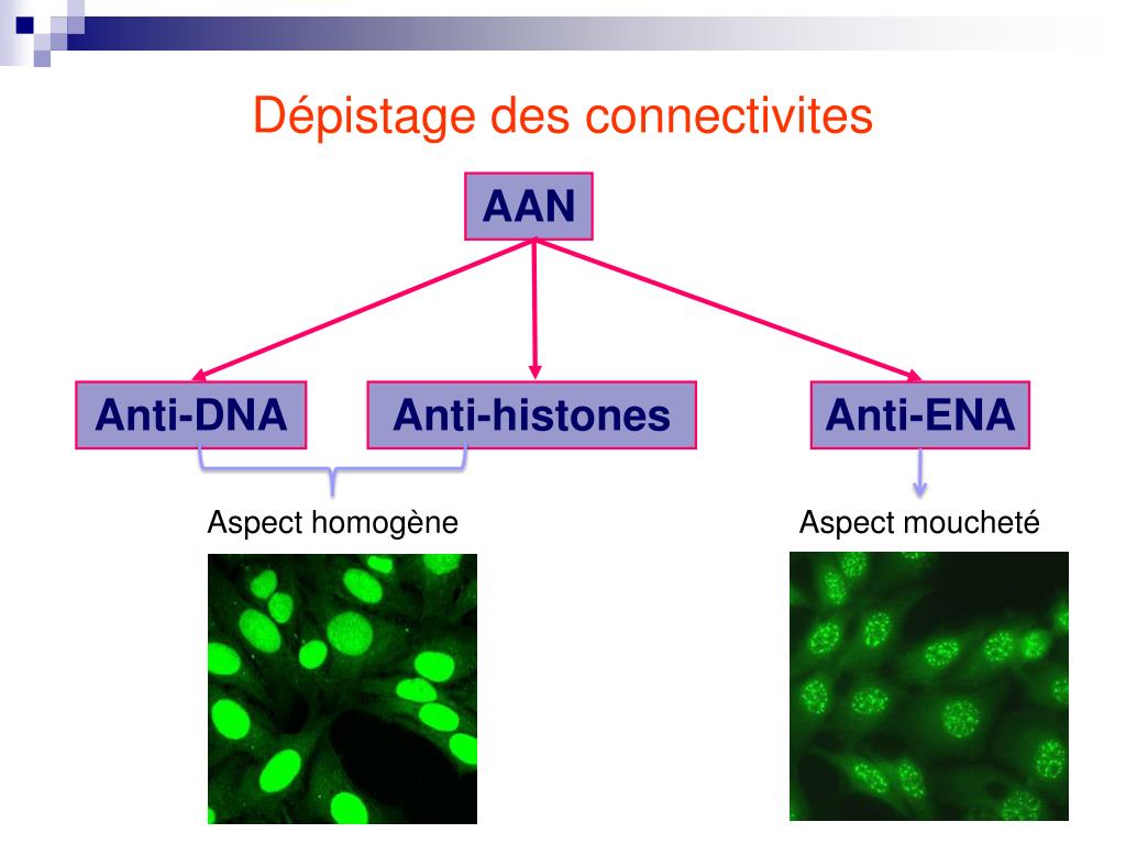PPT Maladies autoimmunes non spécifiques PowerPoint