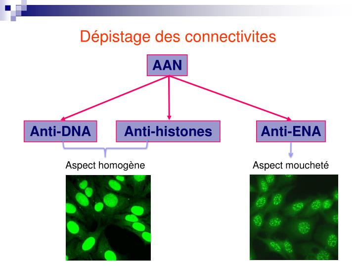 PPT Maladies autoimmunes non spécifiques