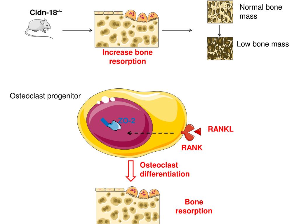 PPT Claudin 18 is a novel negative regulator of bone resorption and
