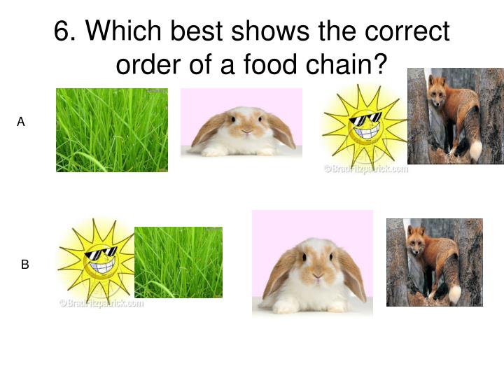 Correct Order Of Food Chain Food Ideas