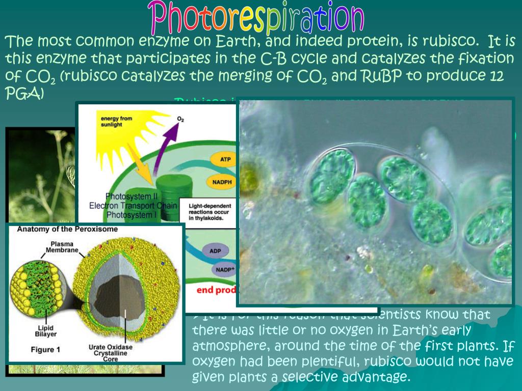 PPT CAM and C4 Photosynthesis PowerPoint Presentation