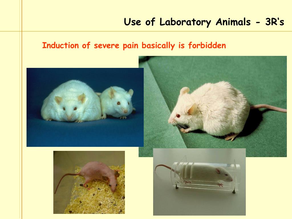 PPT Animal Ethics ‘ The ethics of research involving animals’ PowerPoint Presentation ID5600296