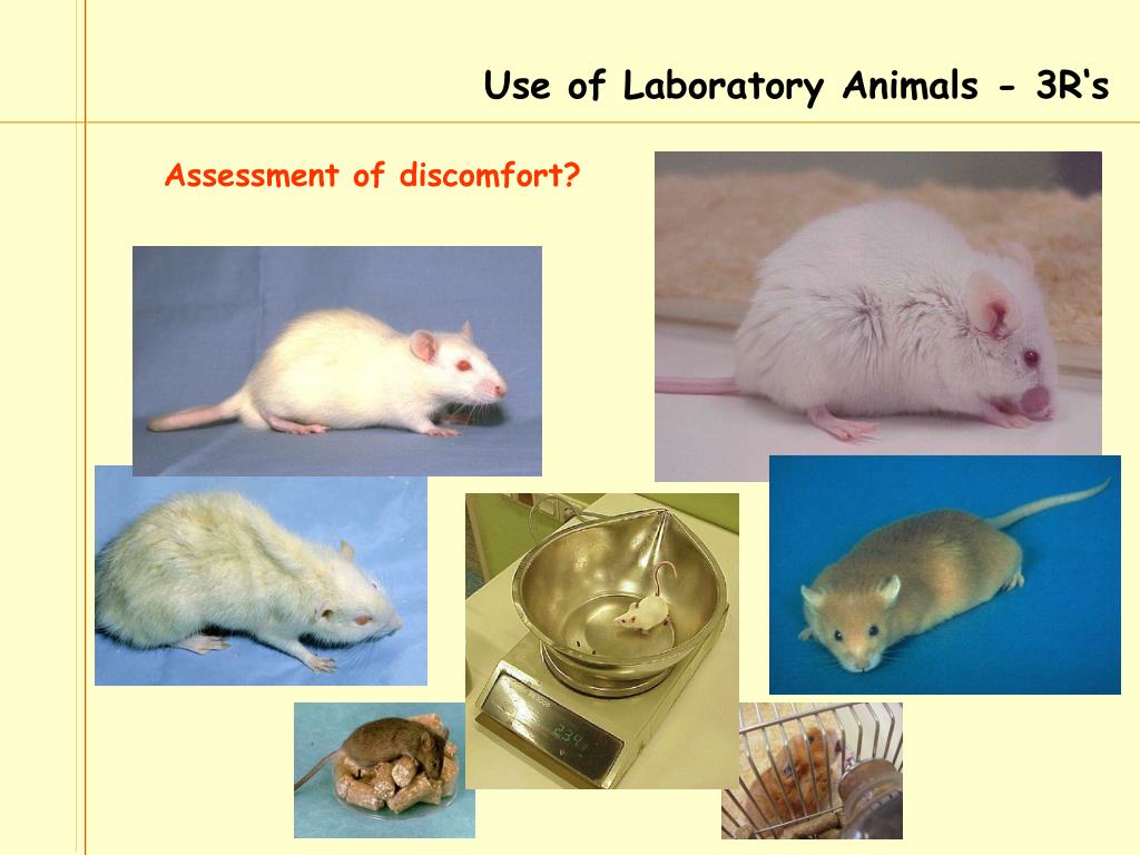 PPT Animal Ethics ‘ The ethics of research involving animals’ PowerPoint Presentation ID5600296