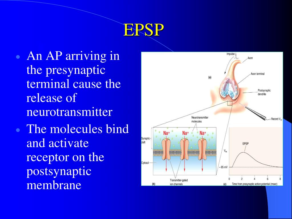 PPT Chapter 30 PowerPoint Presentation, free download ID5600835