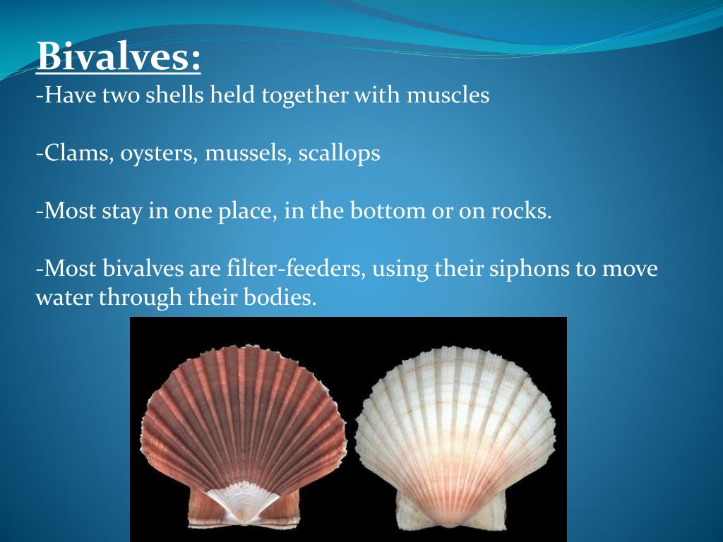PPT Mollusks gastropods, bivlaves and cephalopods PowerPoint