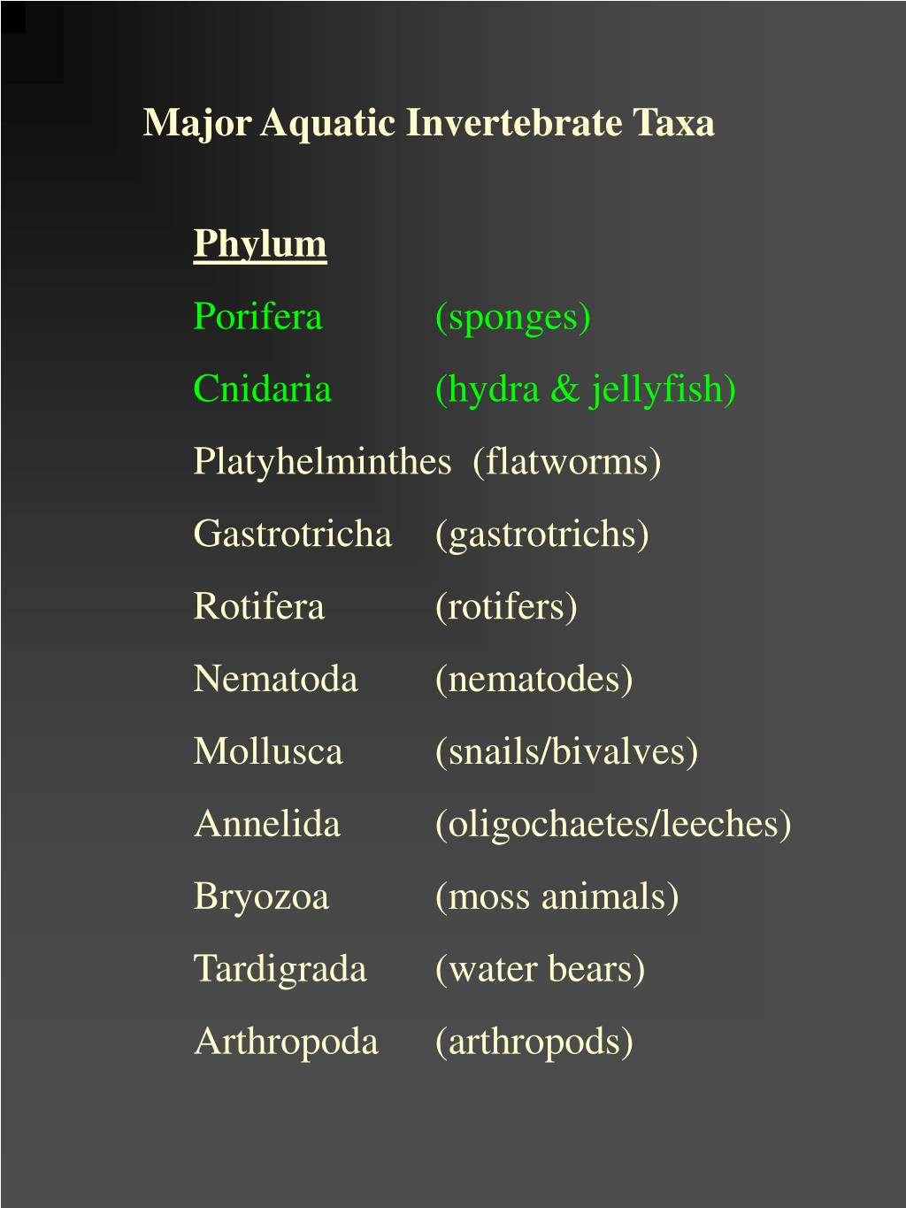 PPT Phylum Porifera (sponges) Cnidaria (hydra & jellyfish