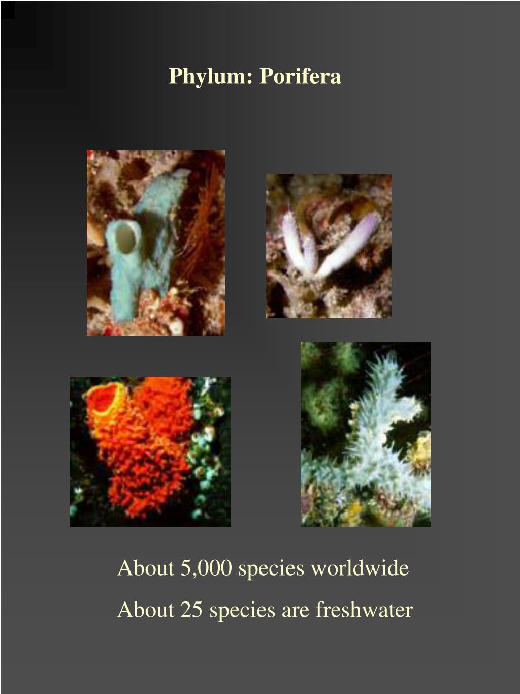 PPT Phylum Porifera (sponges) Cnidaria (hydra & jellyfish