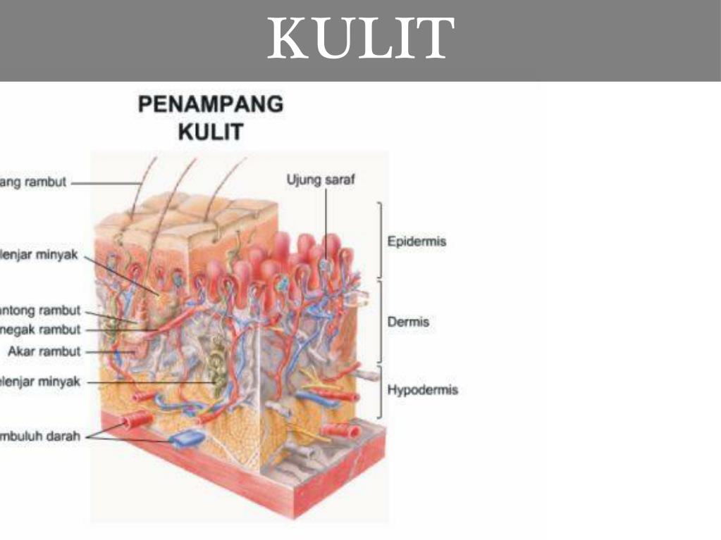 PPT Sistem Ekskresi PowerPoint Presentation, free download ID5615967