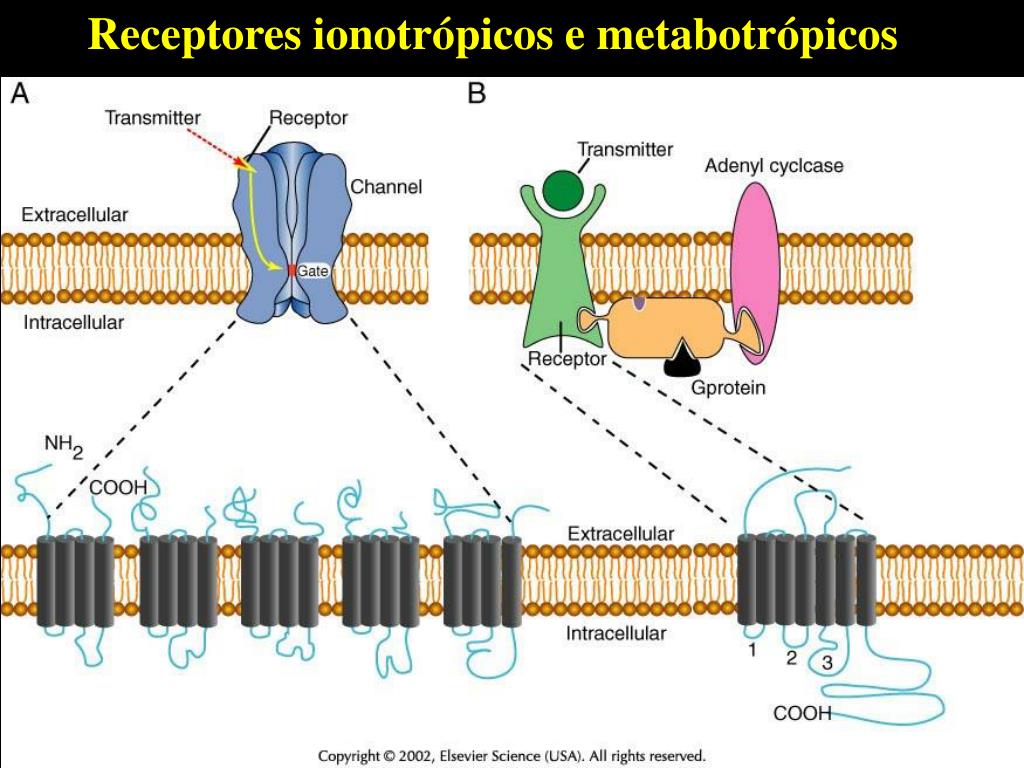 PPT Introdução à Psicofarmacologia Prof. Tostes PowerPoint