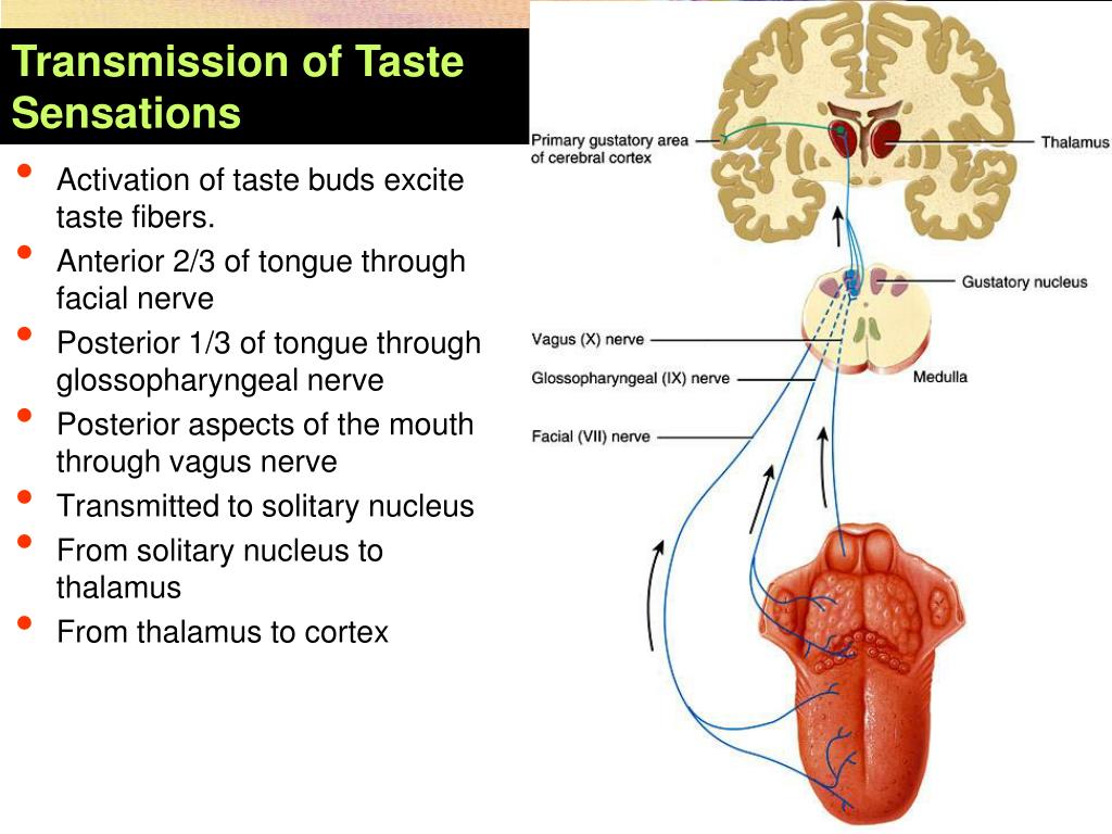 PPT Taste and Smell PowerPoint Presentation, free download ID5618080