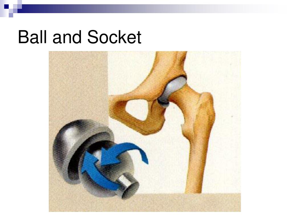 PPT Animal Science PowerPoint Presentation, free download ID5620890