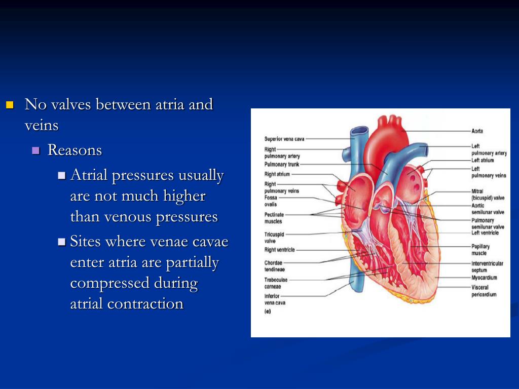 PPT Functional Organization of the Cardiovascular System PowerPoint