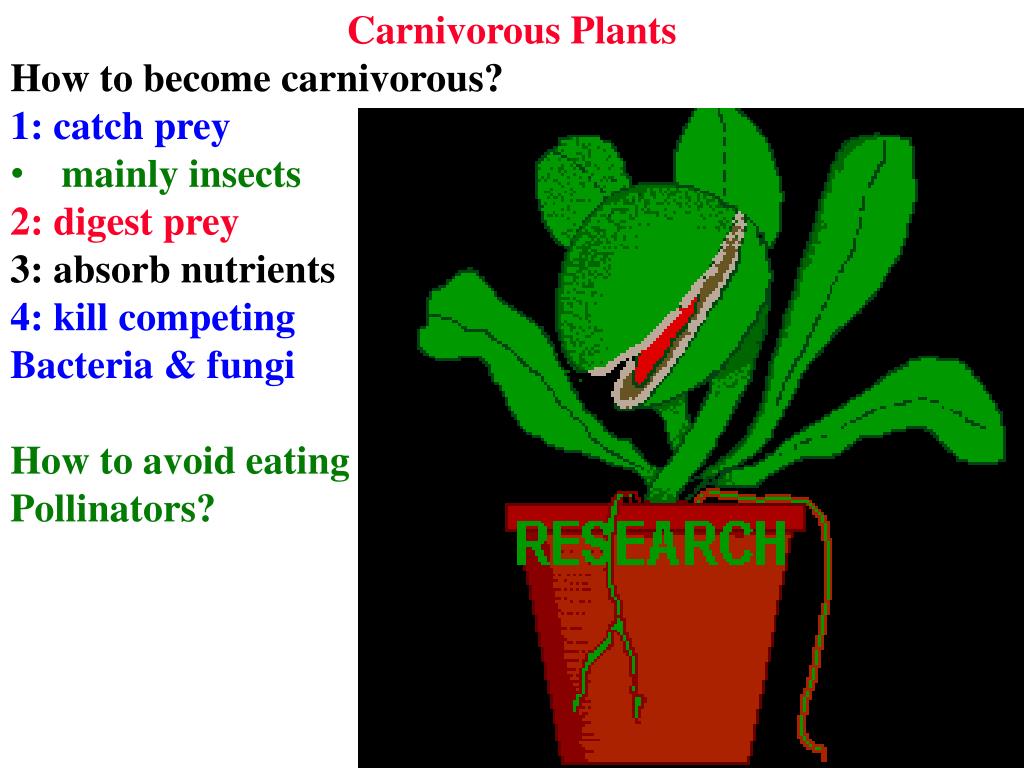 PPT Carnivorous Plants PowerPoint Presentation, free download ID