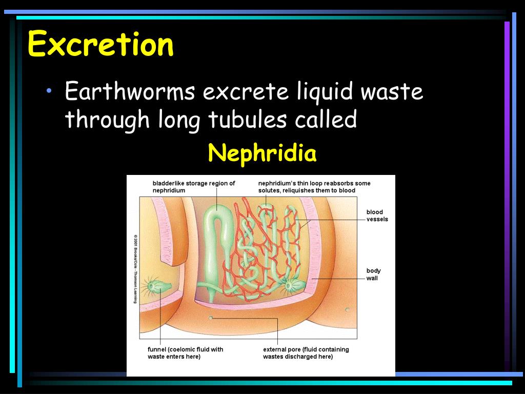 PPT Phylum Annelida PowerPoint Presentation, free download ID5630573