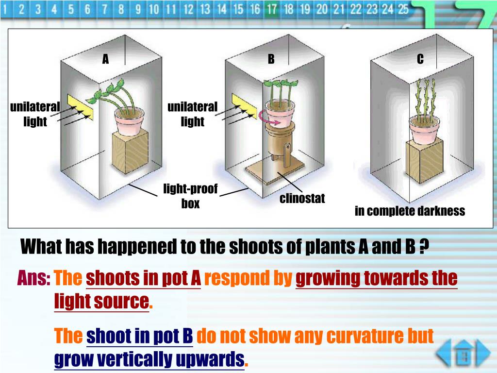 PPT Growth Response of Plants PowerPoint Presentation, free download