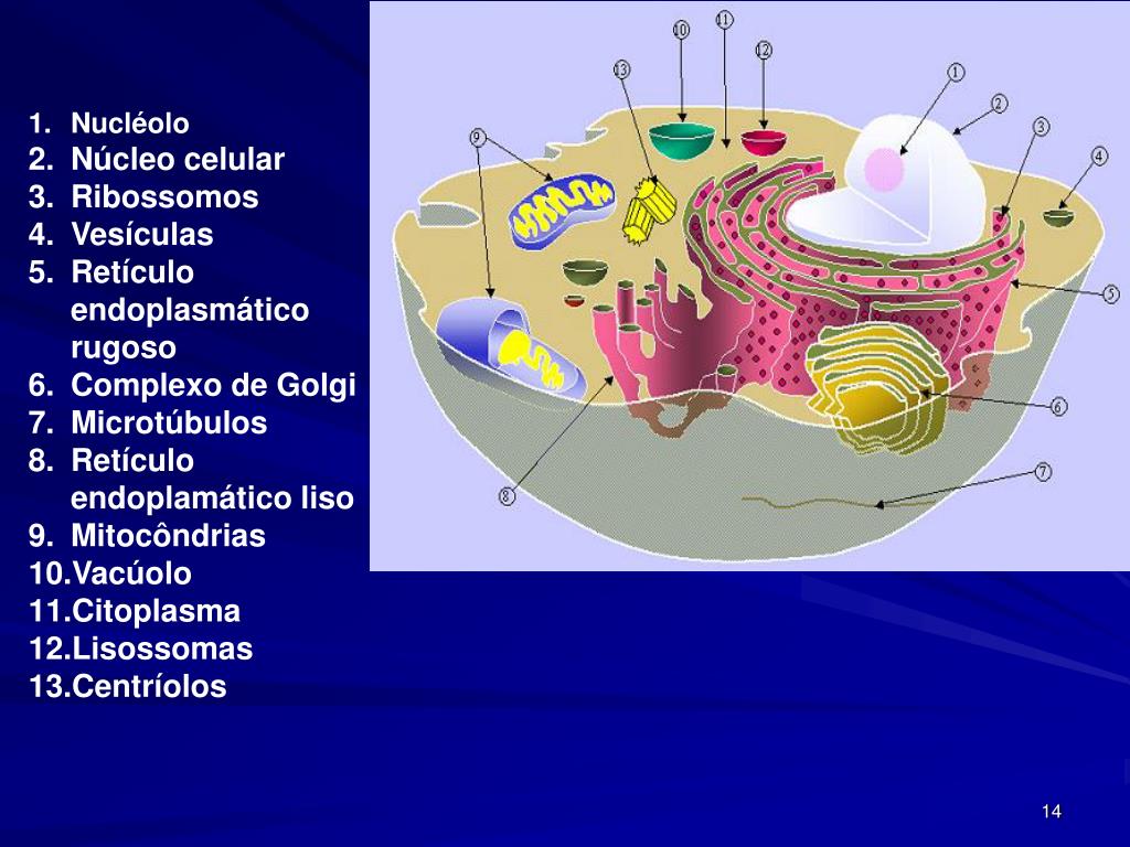 PPT Ectoplasma e Ectoplasmia PowerPoint Presentation, free download