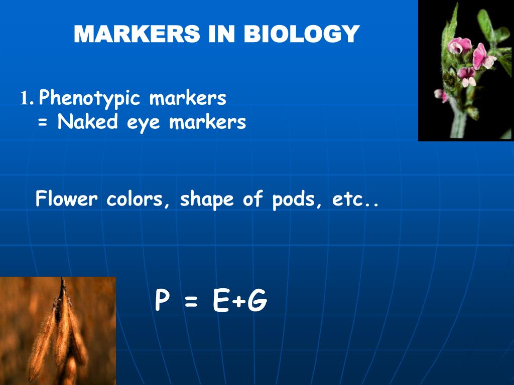 PPT MARKERS IN PLANT BREEDING PowerPoint Presentation, free