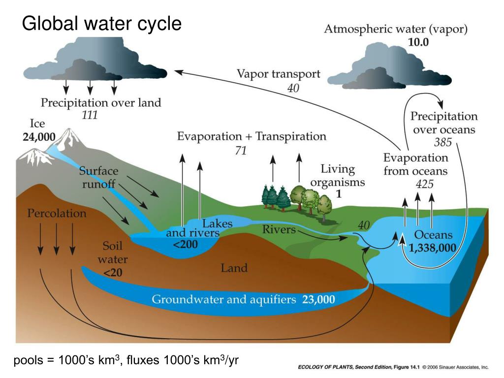 PPT Team Ecology Biogeochemical cycling Global water