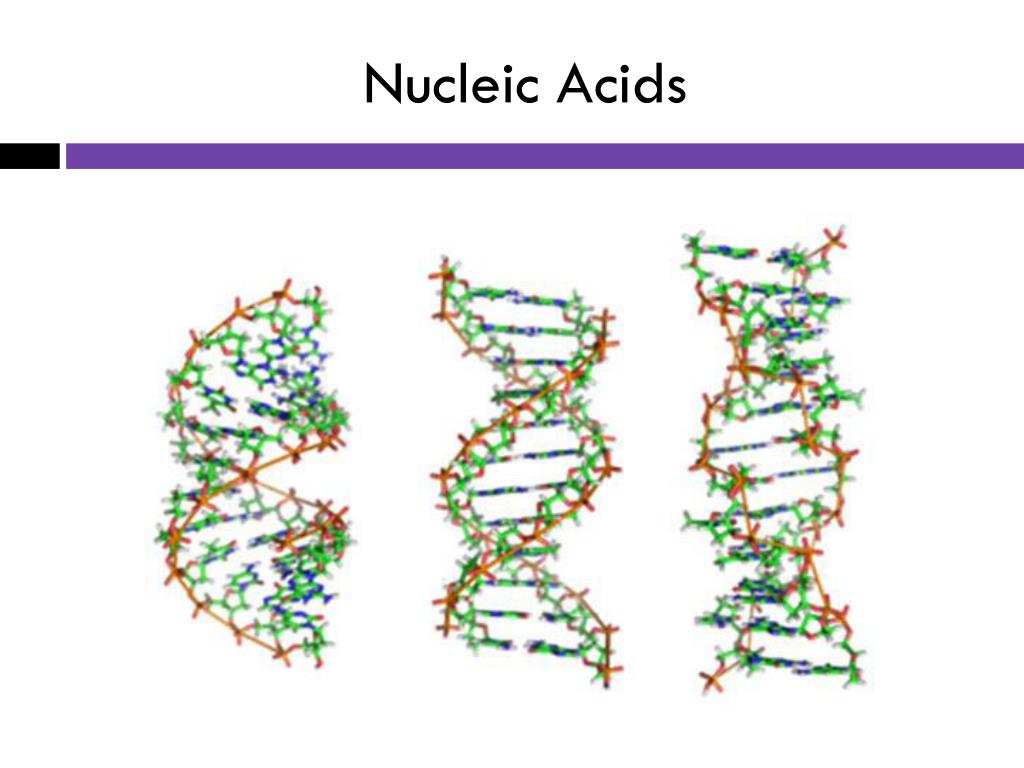 PPT Pgs. 910 Heading Nucleic Acids Homework PowerPoint Presentation ID5646589