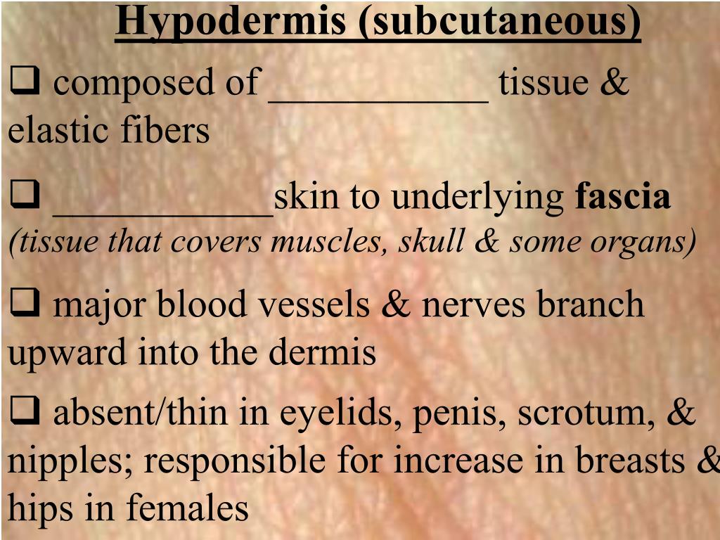 PPT Ch. 4 Integumentary System The Skin and Its Parts PowerPoint