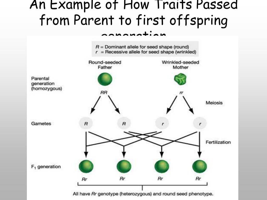 PPT The Inheritance of Physical Traits and Gregor Mendel. “Father of