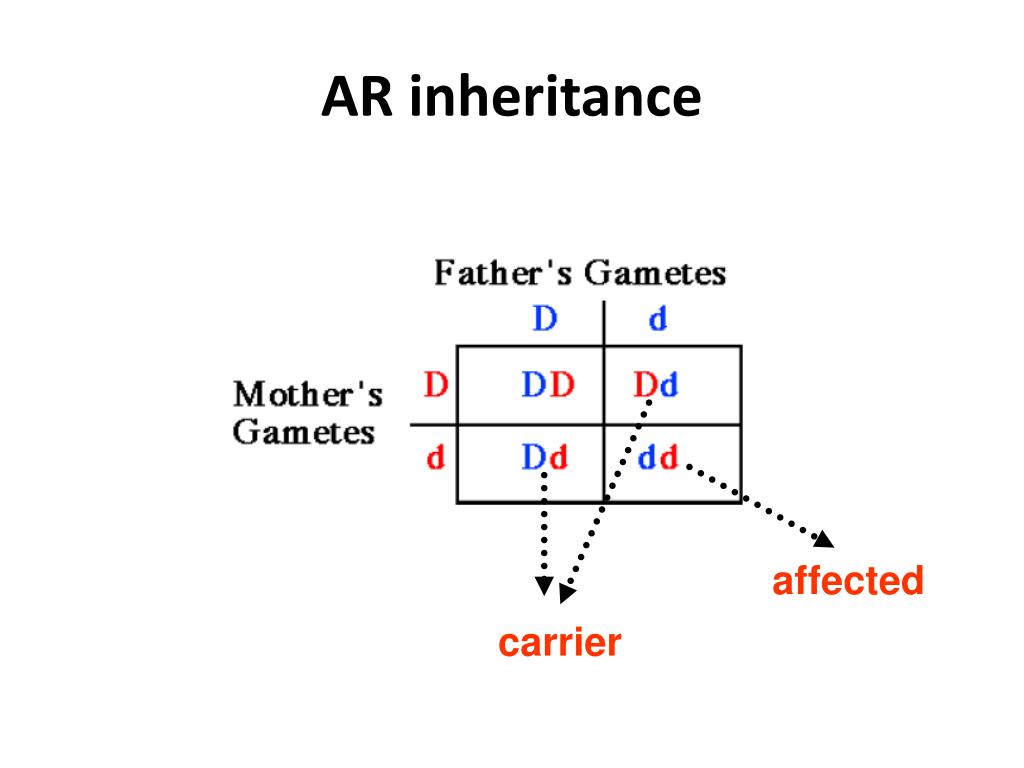 PPT PATTERNS OF INHERITANCE PowerPoint Presentation, free download