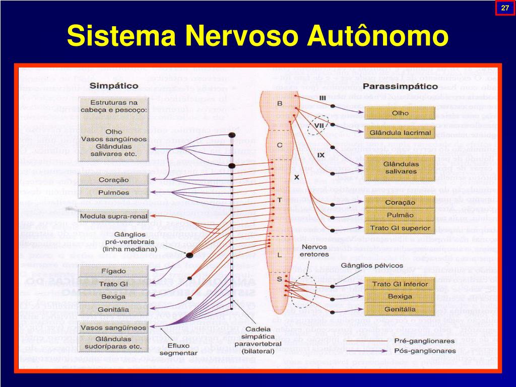 PPT Farmacologia do Sistema Nervoso Autônomo PowerPoint Presentation
