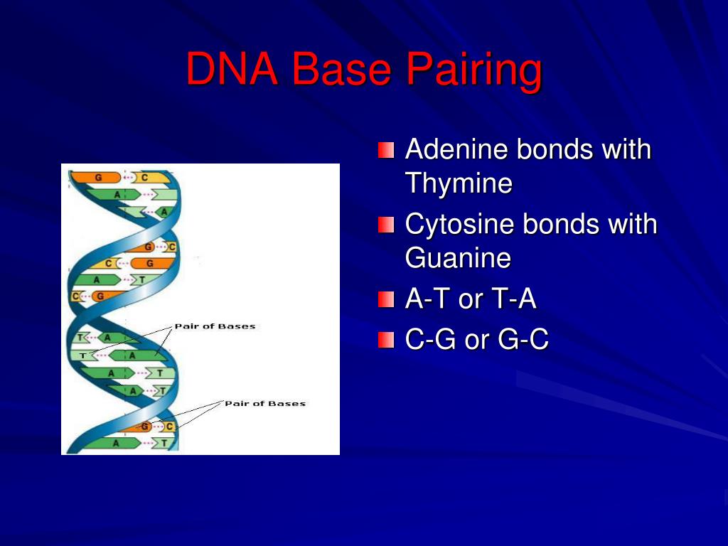 PPT DNA, RNA, and DNA Replication PowerPoint Presentation, free