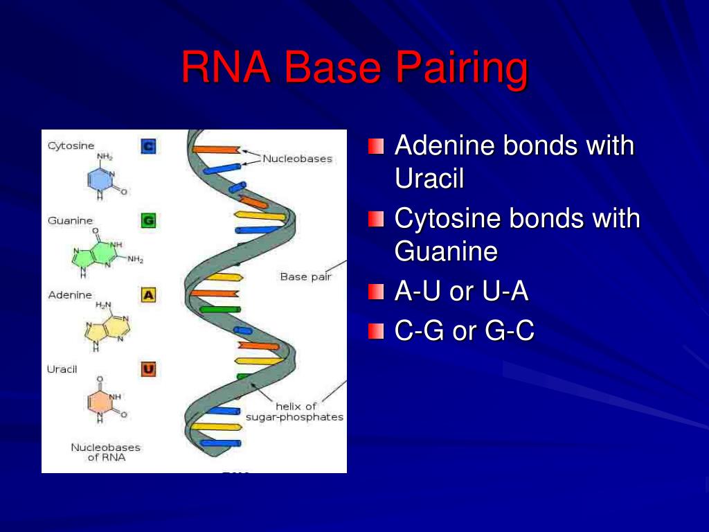 PPT DNA, RNA, and DNA Replication PowerPoint Presentation, free
