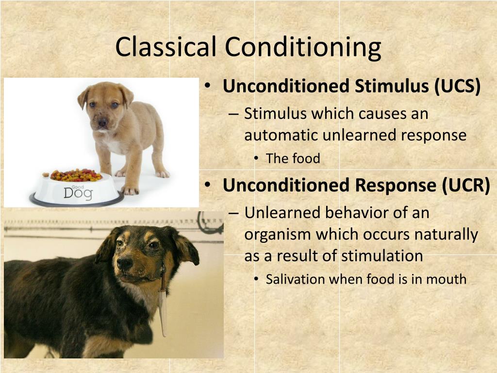 PPT Classical Conditioning PowerPoint Presentation, free download