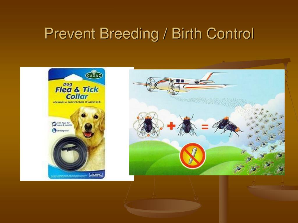PPT Pests & Pesticides PowerPoint Presentation, free download ID