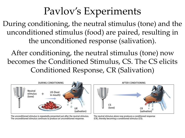 PPT Classical Conditioning PowerPoint Presentation ID5664366