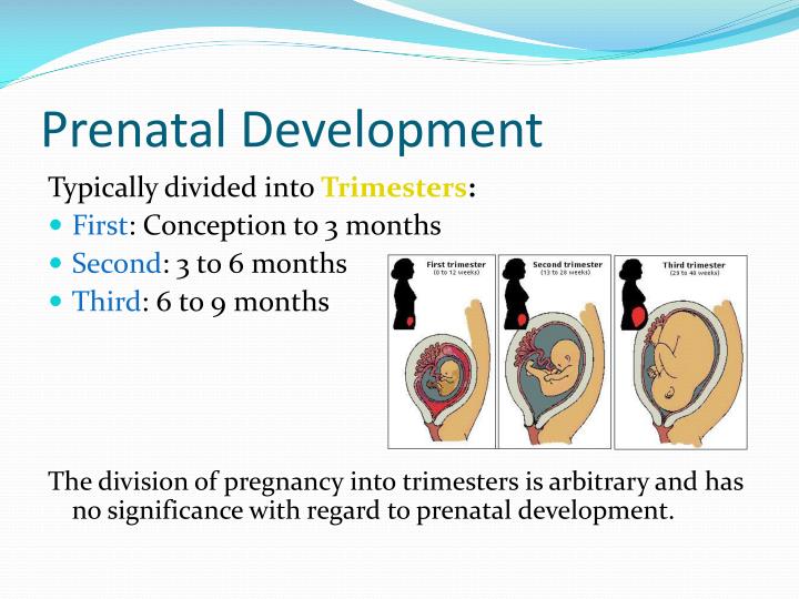 PPT Prenatal Development PowerPoint Presentation ID5669847