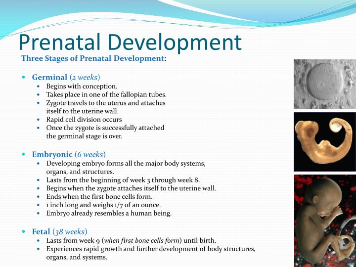 PPT Prenatal Development PowerPoint Presentation ID5669847