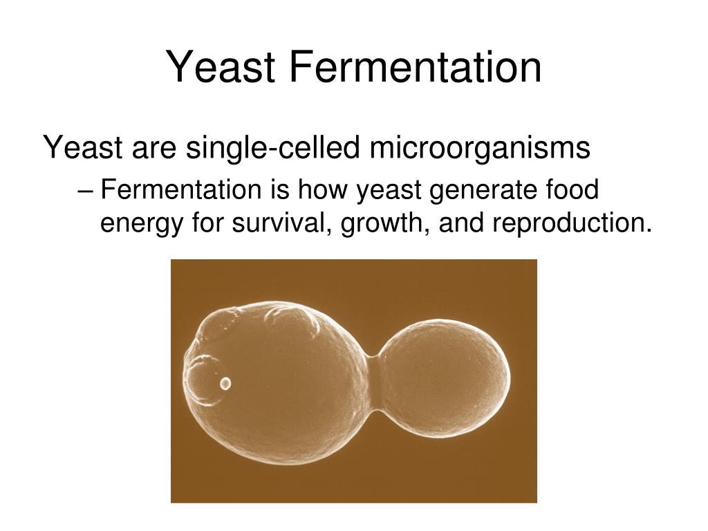 PPT Day 9 Leaveners PowerPoint Presentation, free download ID5671978