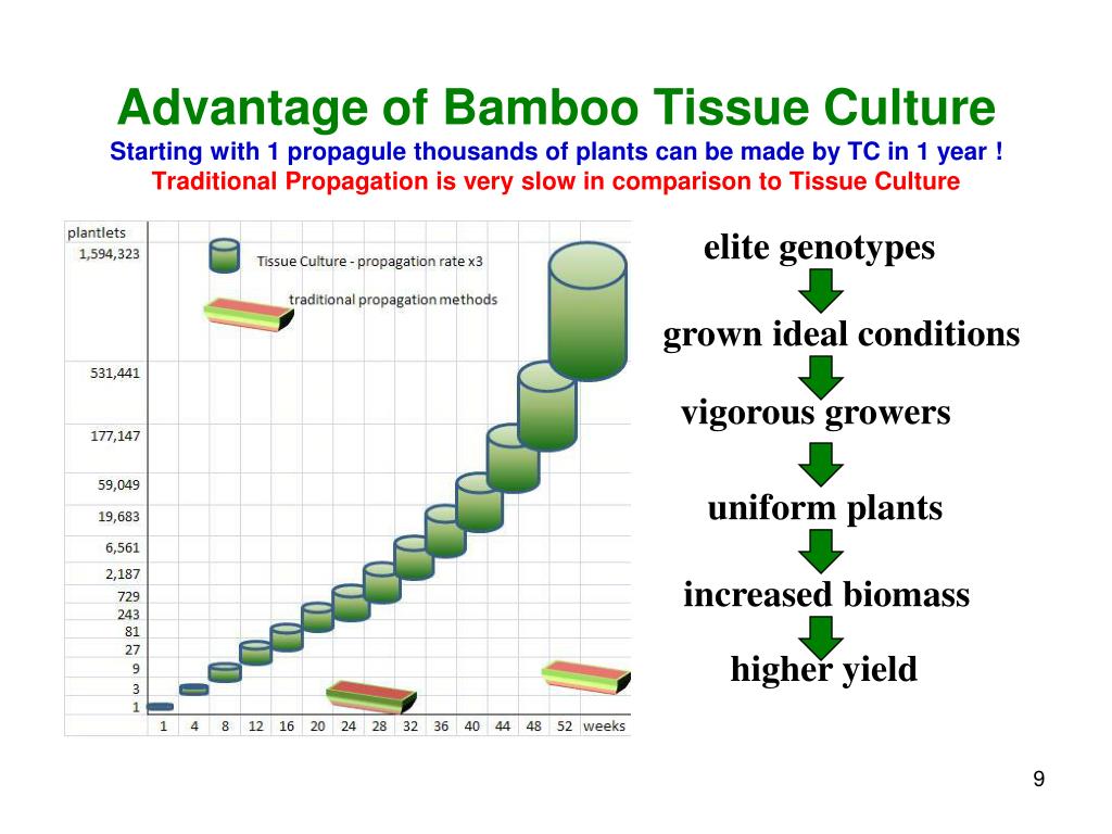 PPT Bamboo Tissue Culture to support Plantation Development