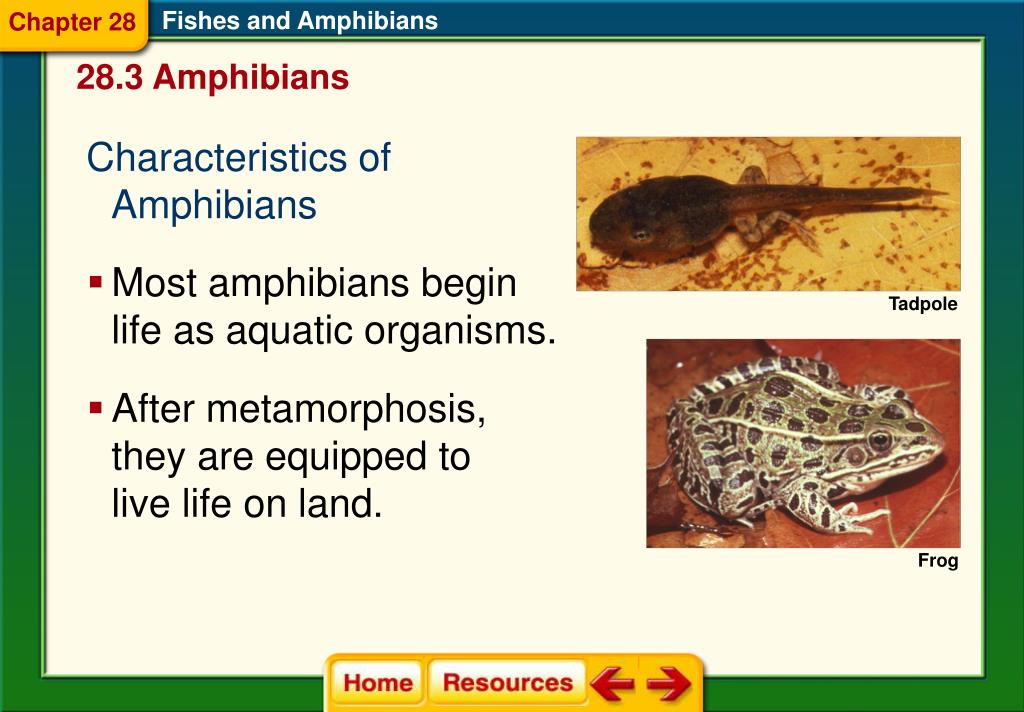 PPT Chapter 28 Fishes and Amphibians PowerPoint Presentation, free
