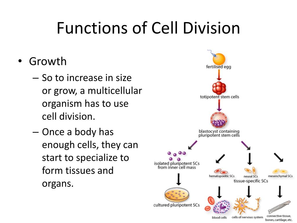 PPT The Importance of Cell Division PowerPoint Presentation, free