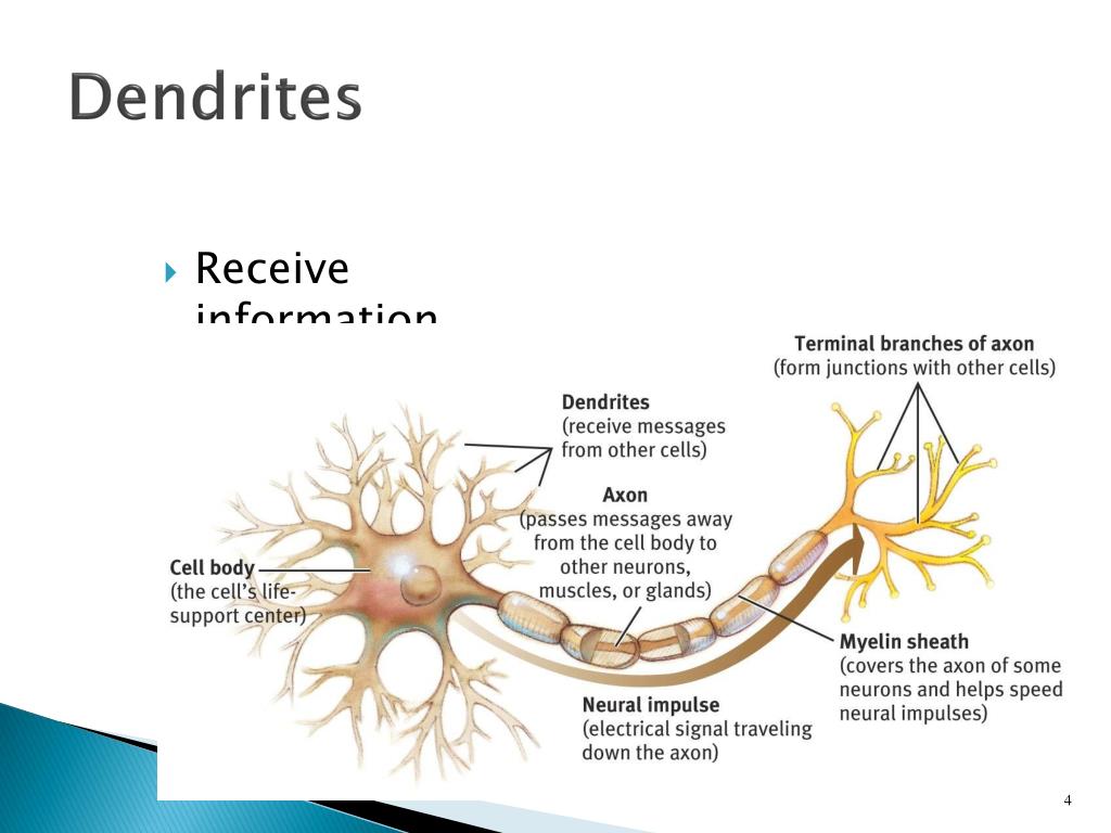 rodenpicture Blog(04)