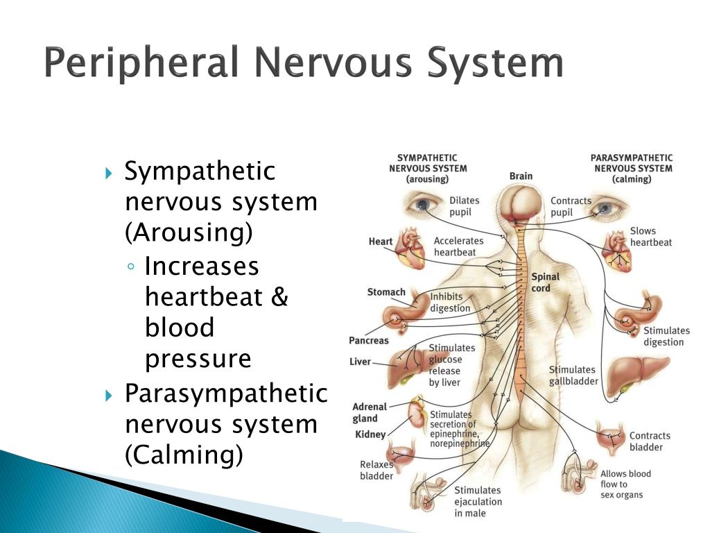PPT The Biology of the Mind PowerPoint Presentation, free download