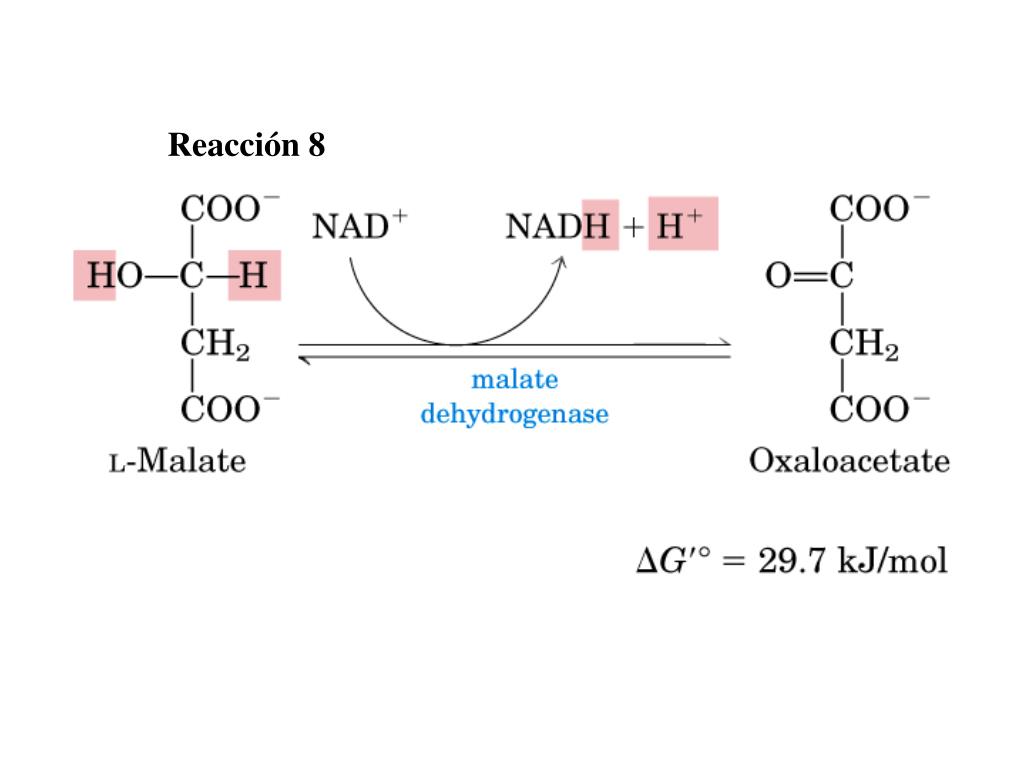 PPT Descarboxilación oxidativa del Piruvato y CICLO DE