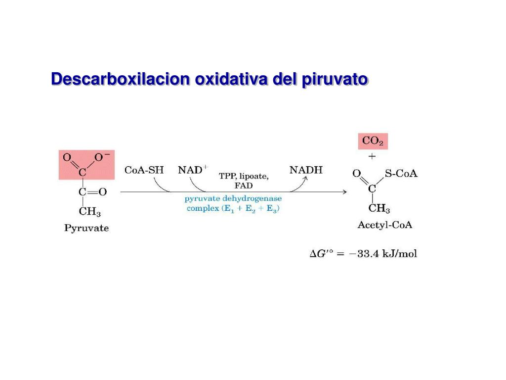 PPT Descarboxilación oxidativa del Piruvato y CICLO DE