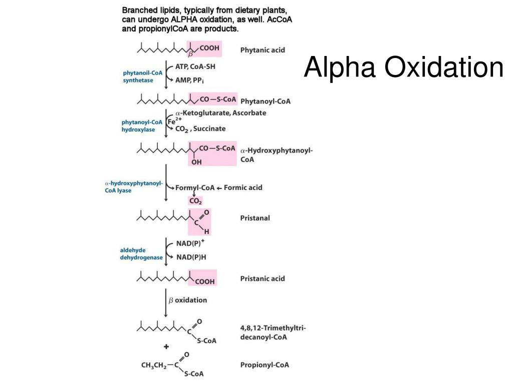 PPT LIPID CATABOLISM PowerPoint Presentation, free download ID5687304