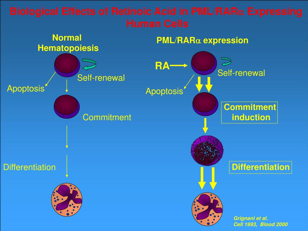 PPT Molecular Pathogenesis of Leukemia PowerPoint Presentation, free