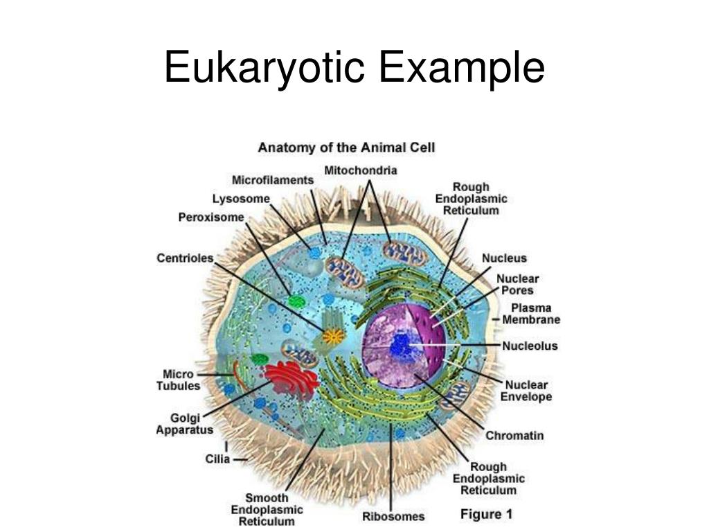 Eukaryotic Cell Wall Structure